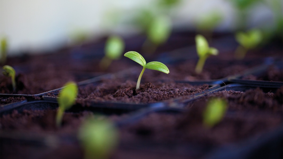 Reaping the rewards of account rationalisation