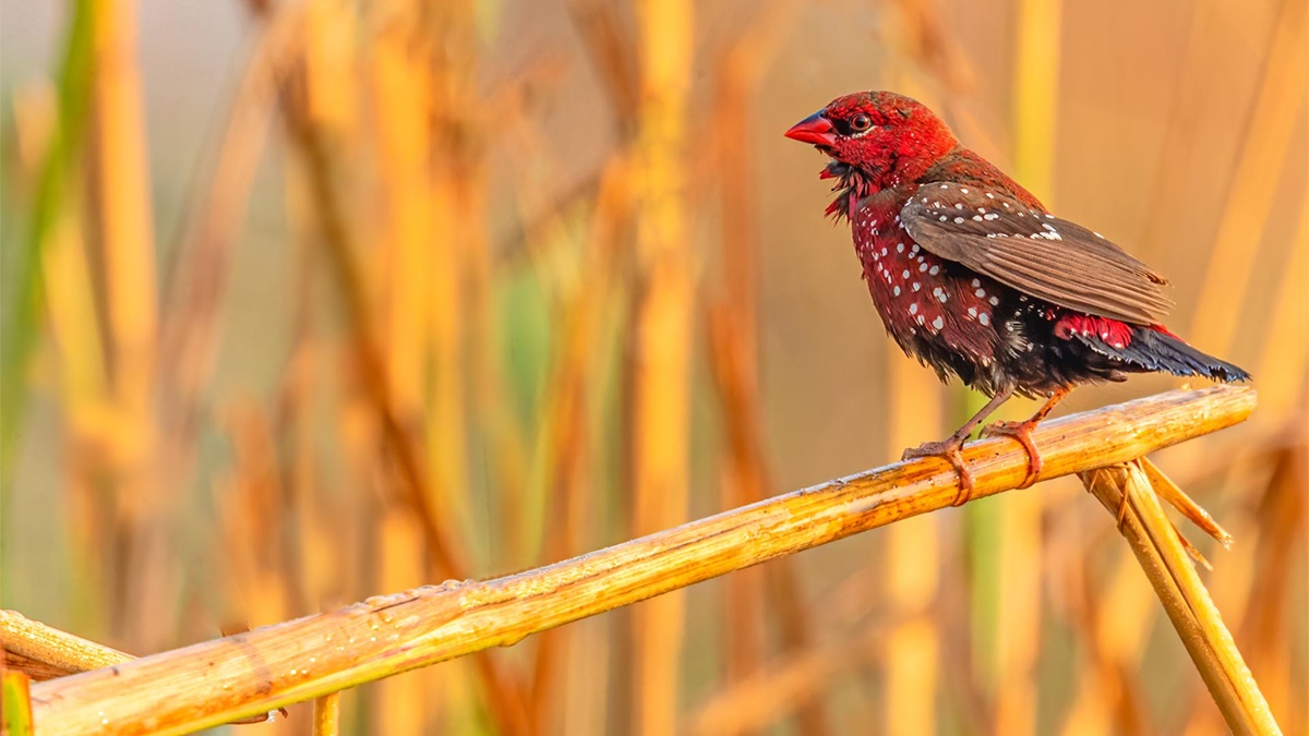 Rise of the modern treasurer