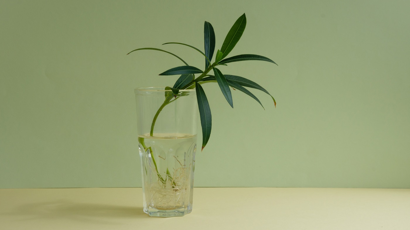 Putting the ‘C’ in CSO