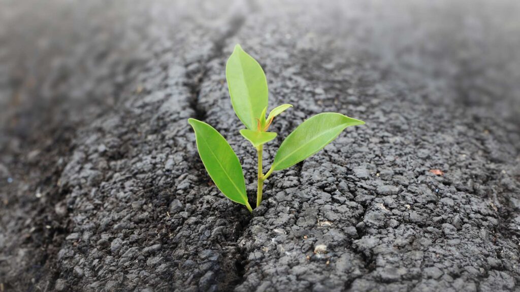 Green plant growing through the cracks of concrete