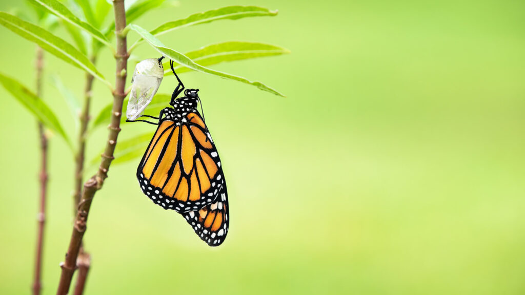 Monarch butterfly newly emerged