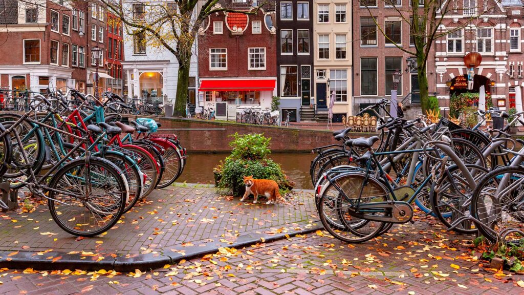 Cat sitting by river in Amsterdam